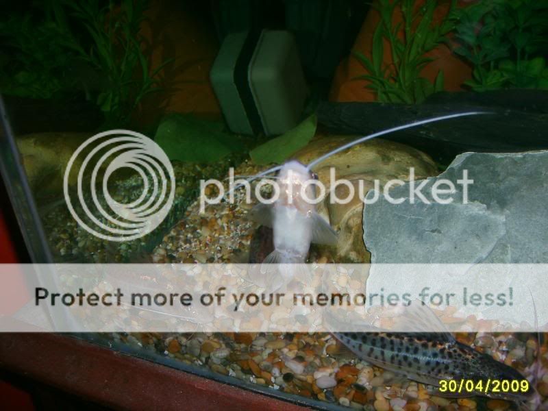 newoakwoodtanklook041.jpg