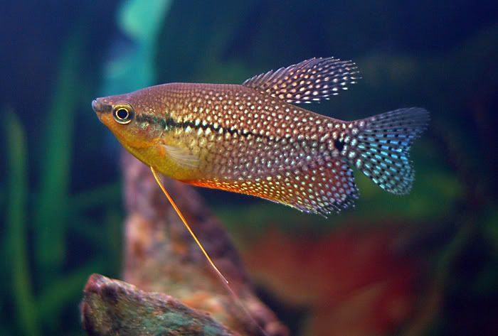 gourami_07.jpg