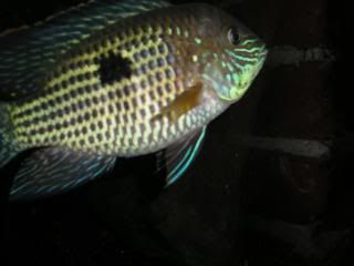 DSCN1813.jpg
