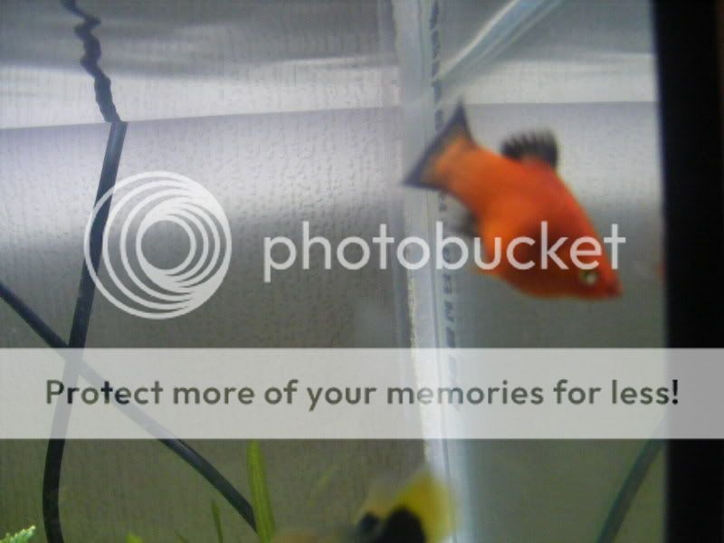 2008_0819fish0006.jpg