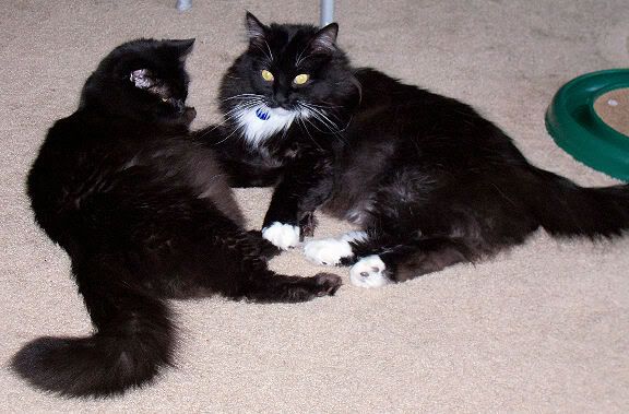 0430pair.jpg