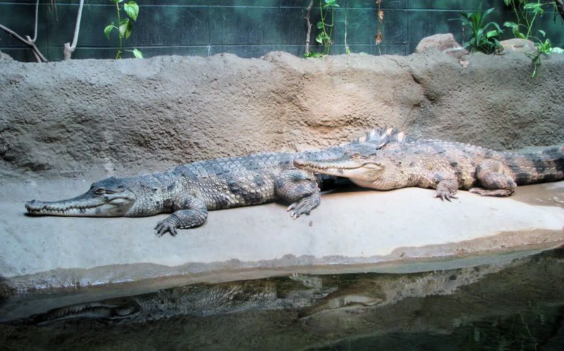 Crocodiles.jpg