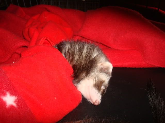 ferrets1010.jpg