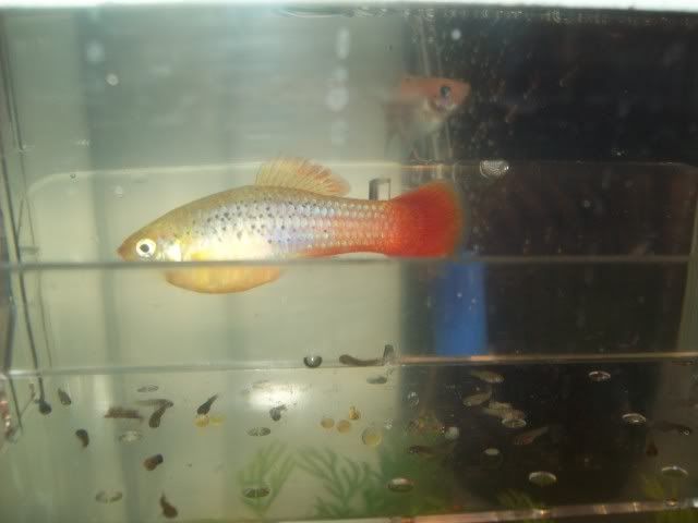 Variatus_Platy.jpg