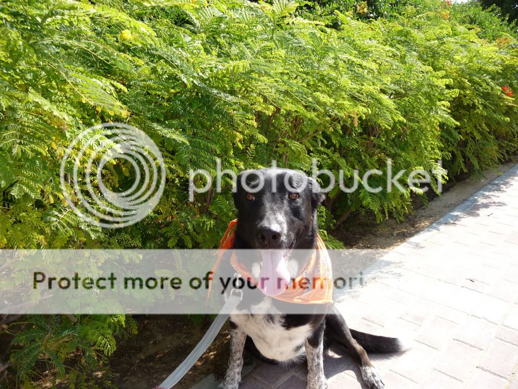 picuters20345090.jpg