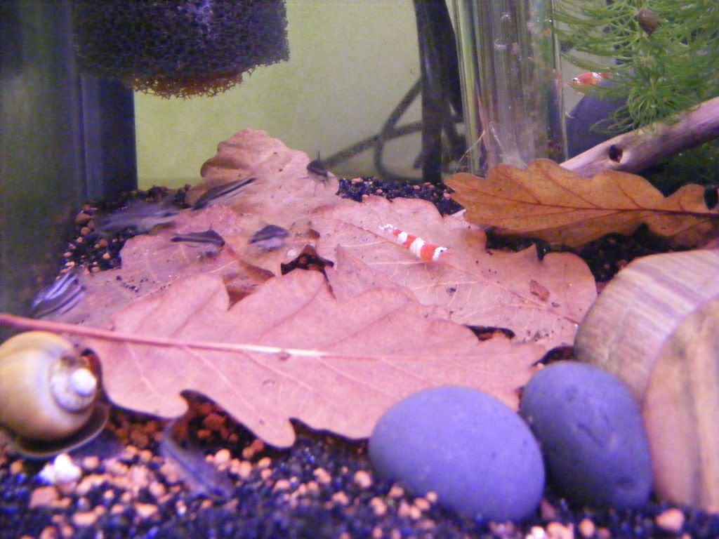 DSCF0855.jpg