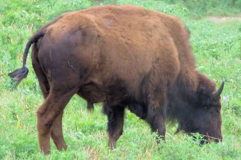 bison1.jpg