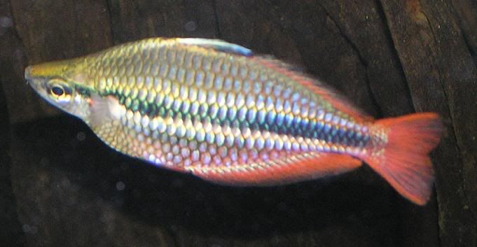 rainbow2.jpg