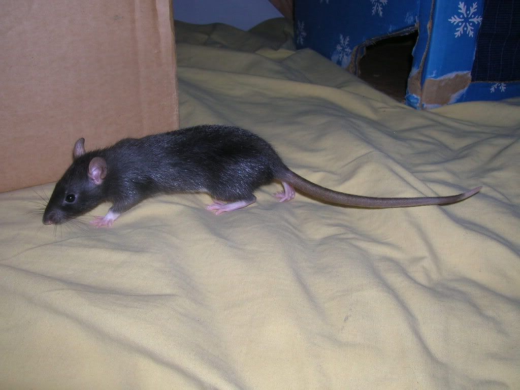 Rattie1012.jpg
