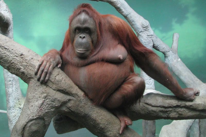 Orangutan1.jpg