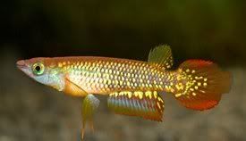 Aplocheilus_lineatus.jpg