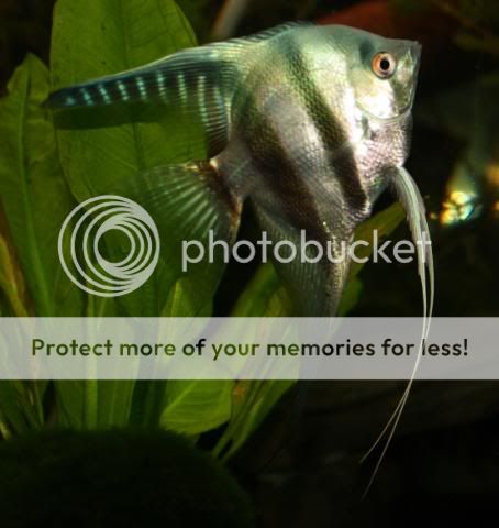 Fish14-08-09014.jpg