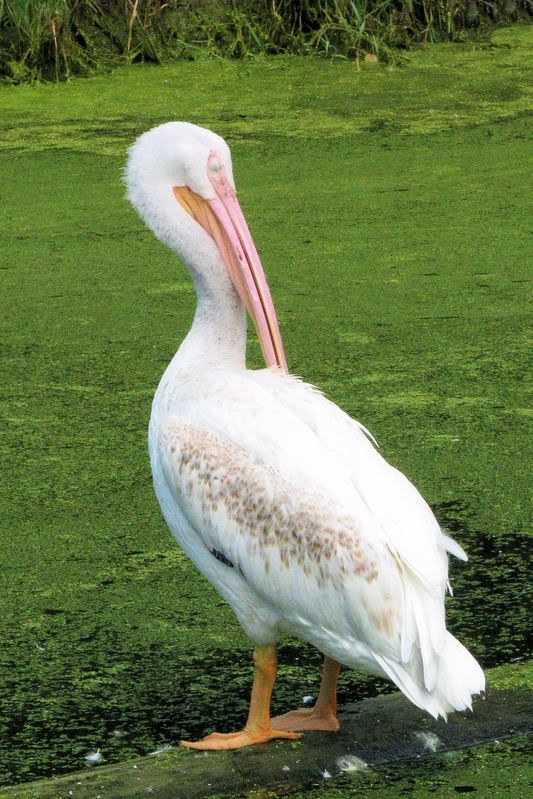 bird1.jpg