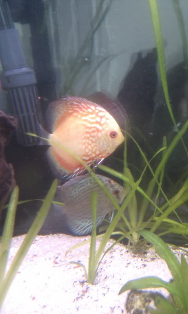 IMAG0334.jpg