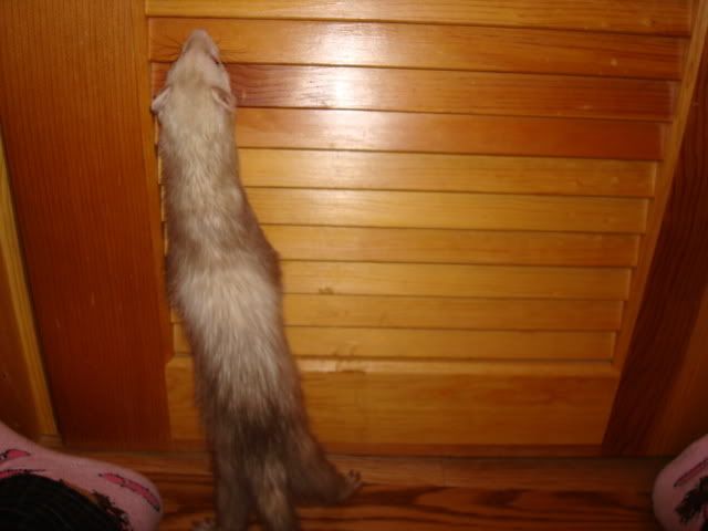 ferrets009.jpg