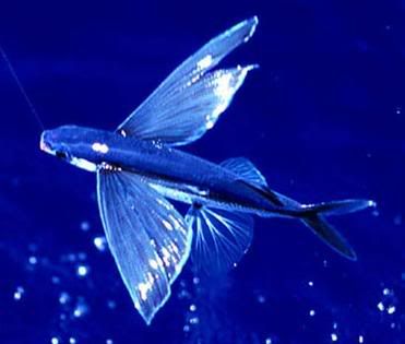 flyingfish.jpg