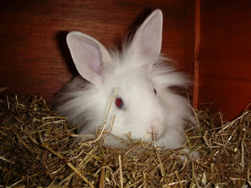 rabbits002.jpg