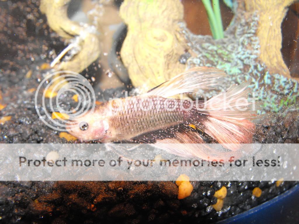 newfish008.jpg
