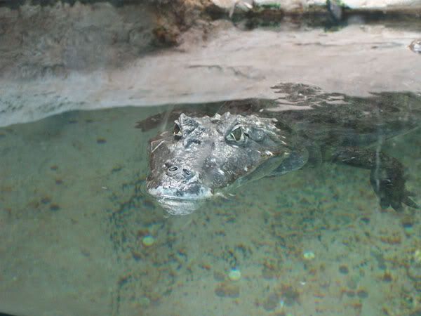 caiman2.jpg