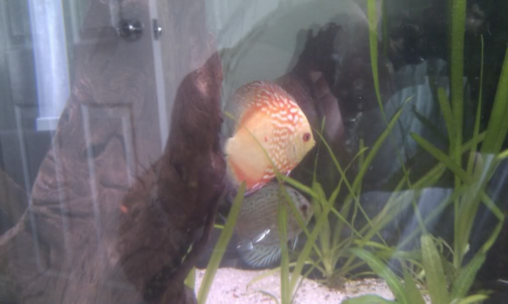 IMAG0333.jpg