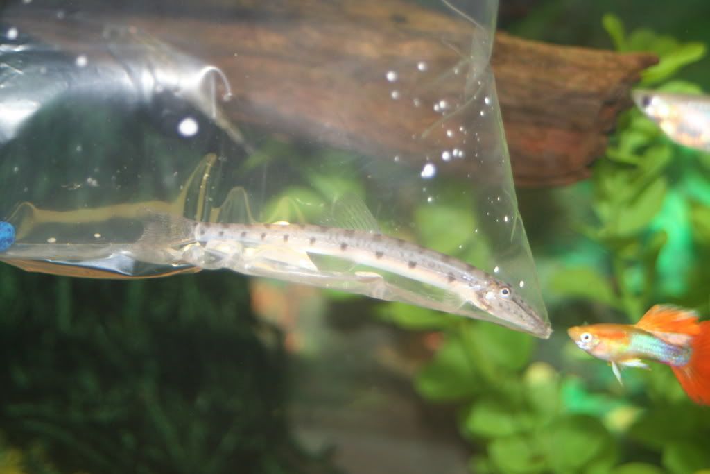HoresfacedLoach.jpg