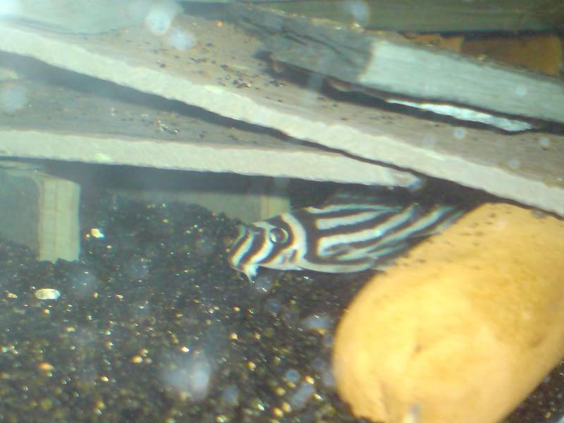 newpicsdecember008.jpg