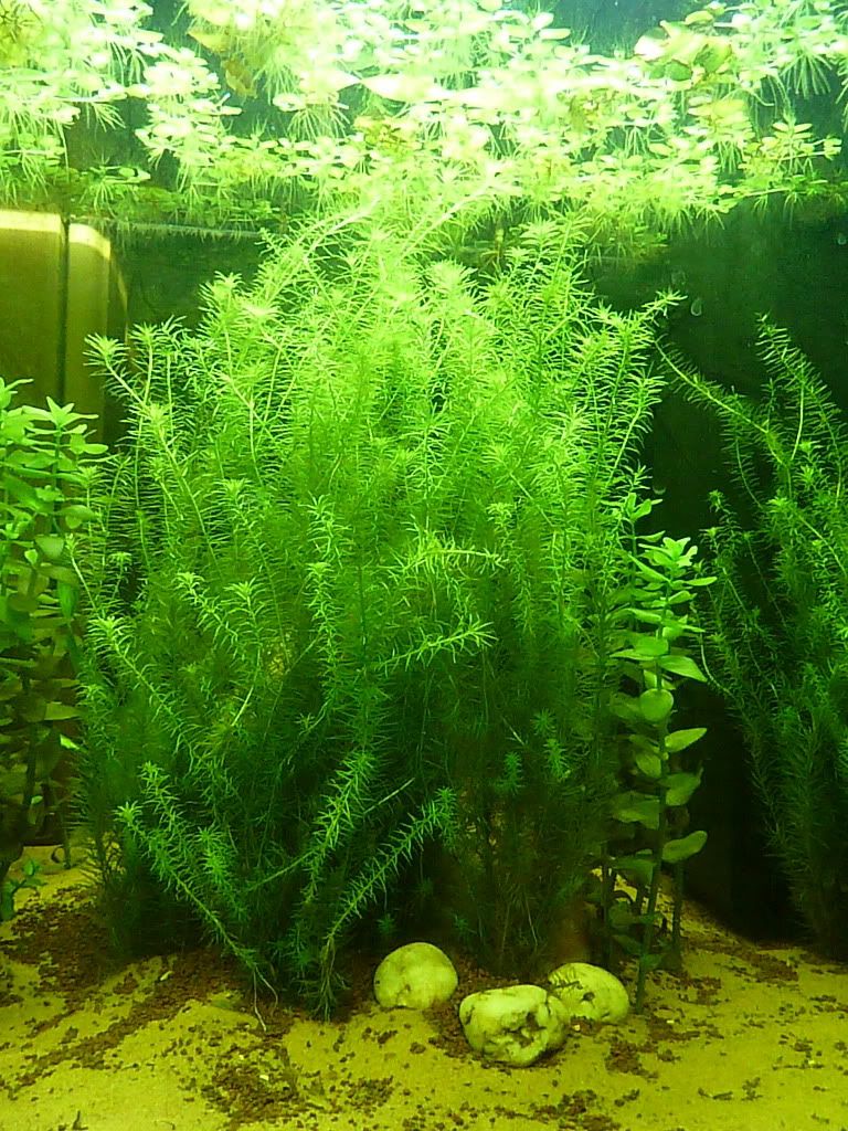 P1030177.jpg