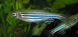 250px-Zebrafisch.jpg