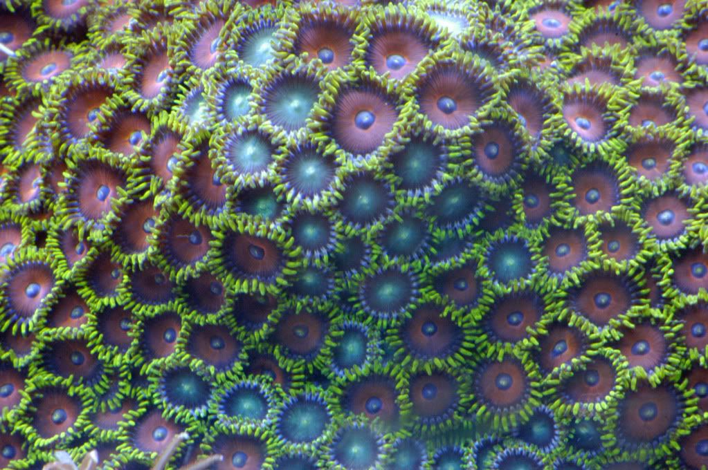 zoa.jpg