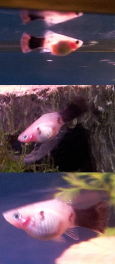 neccopreg_zps2cdbbbd1.jpg