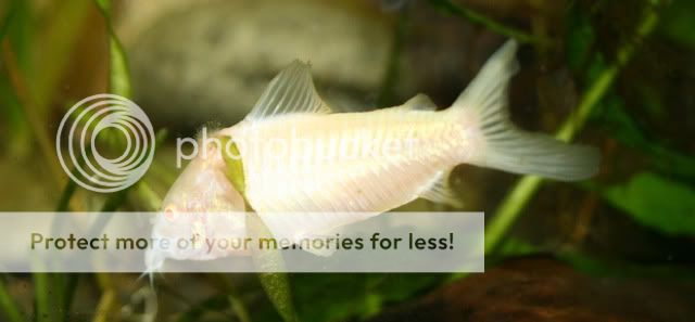 albino.jpg