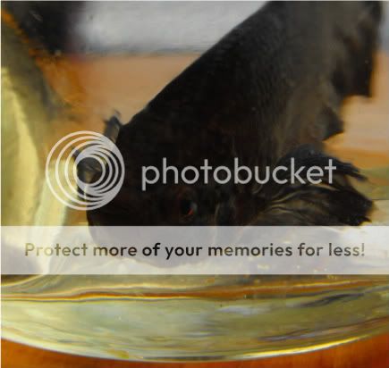 2010_1209babyfish0028.jpg