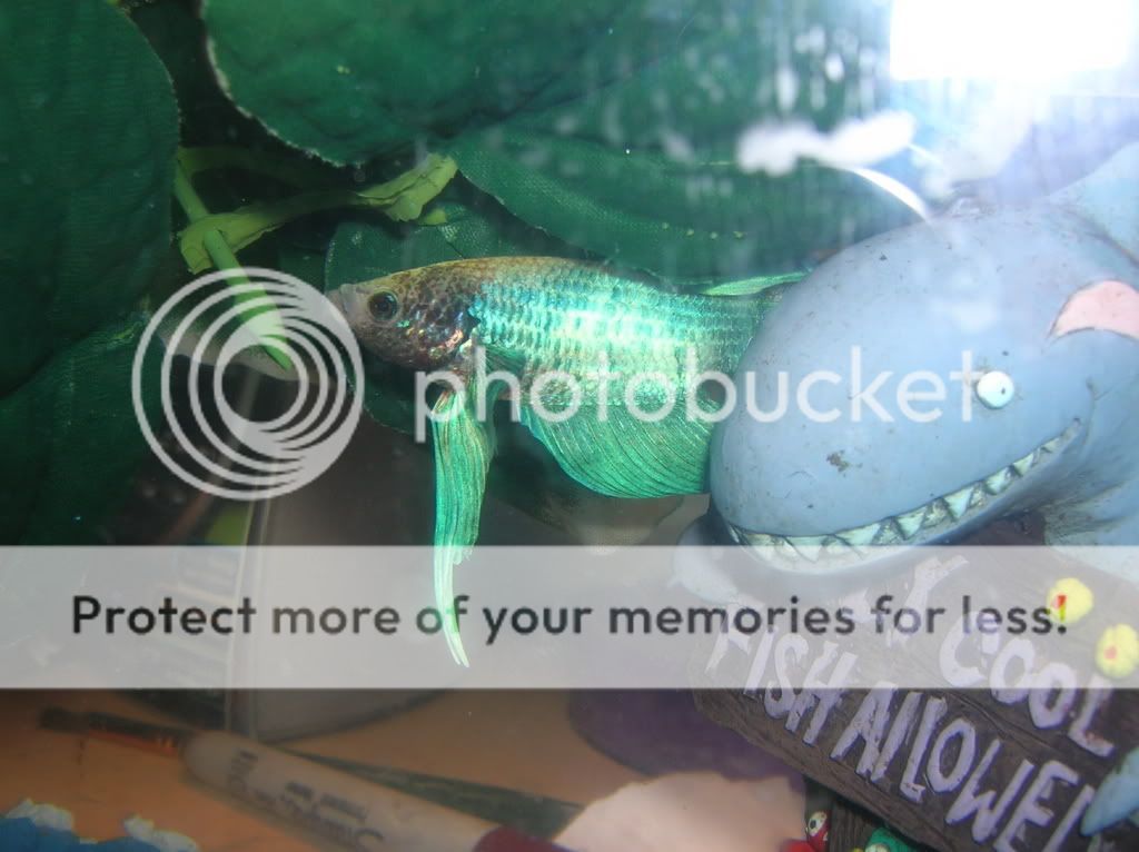 malebettas034.jpg