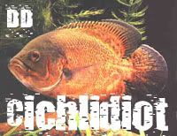 cichlidiot.jpg