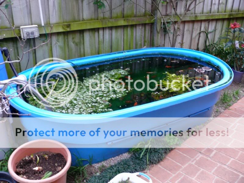 goldfishtank1.jpg