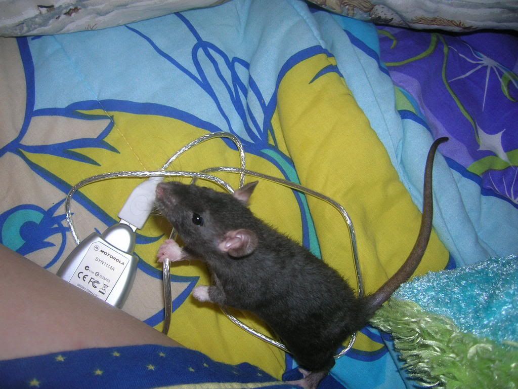 ratties2006.jpg