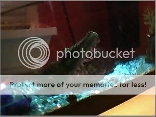 goldfishtail.jpg
