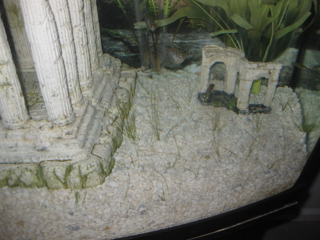 NewlyAddedDwarfHairGrass003.jpg