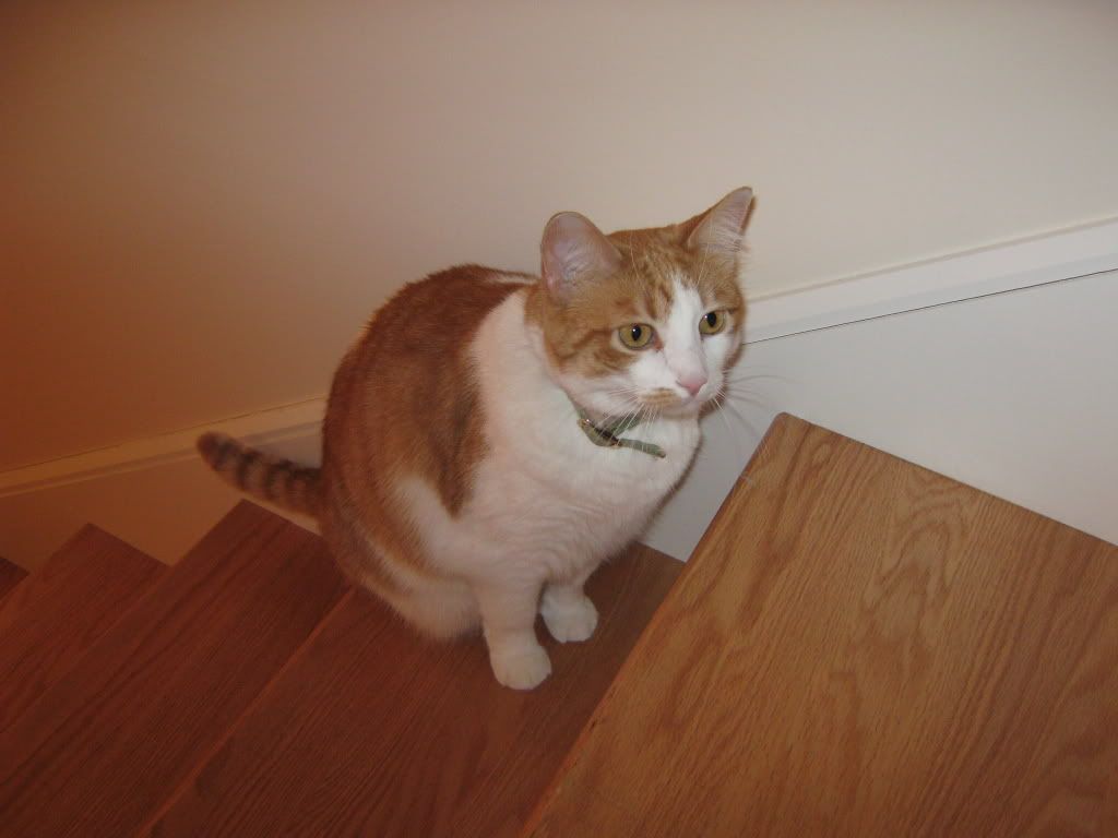catpictures001.jpg