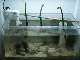 refugium.jpg