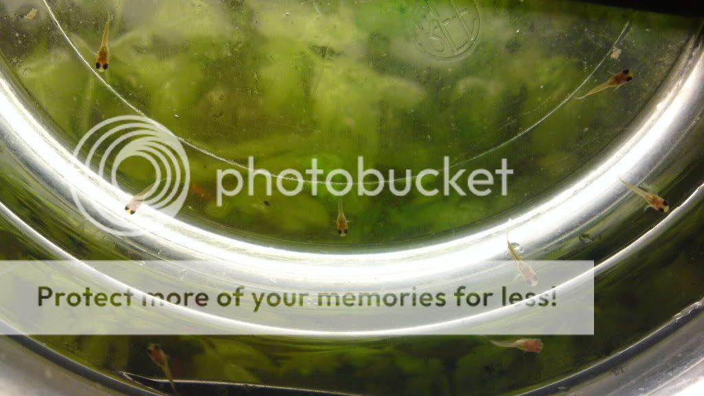 fonepic316.jpg