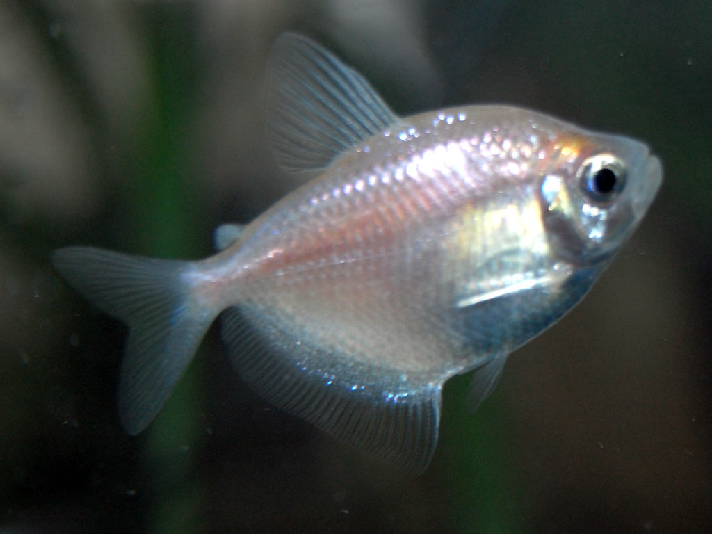 blueberry_tetra1-1.jpg