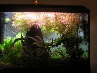 plants003.jpg