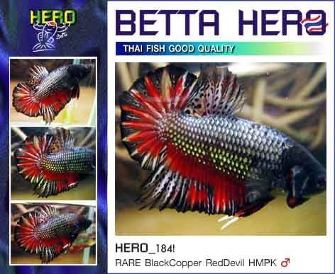 fwbettashmp1181693631.jpg