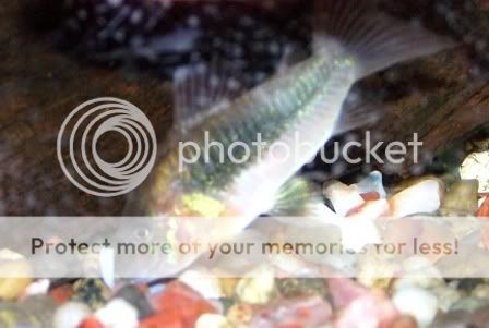 Corydoras.jpg