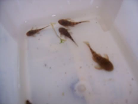 kazPicture036.jpg