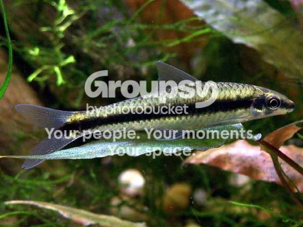 siamese-algae-eater-lg.jpg