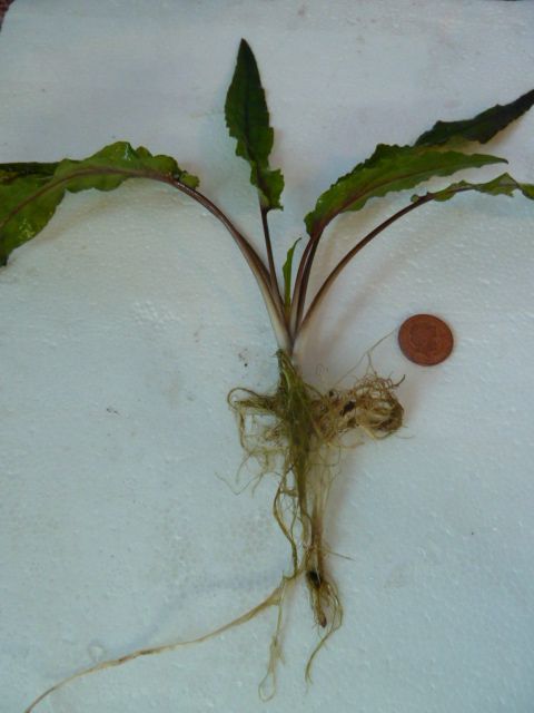 P1020129_zpsc1a03726.jpg