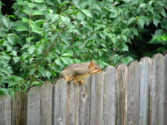 squirrel.jpg