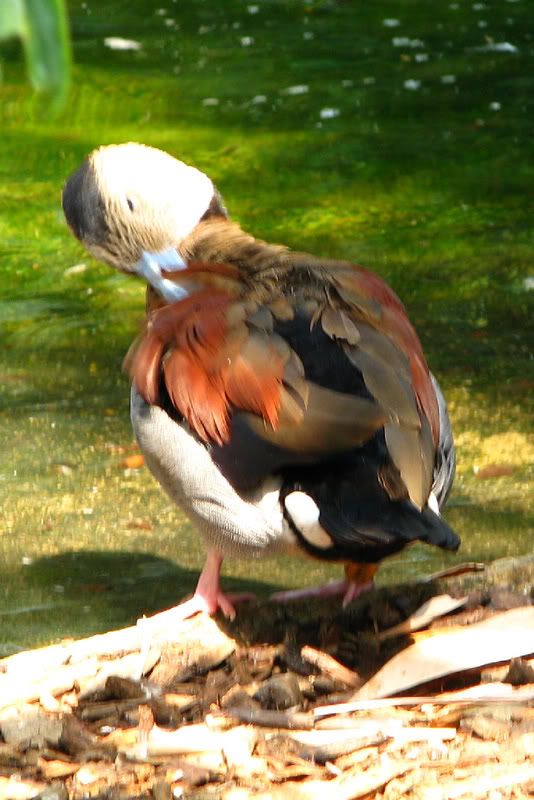 Duck2.jpg
